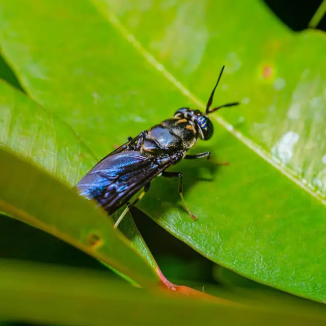 Blacksoldierfly