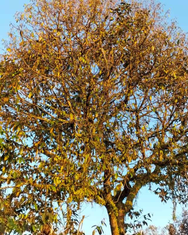 Sick Durian Tree, photo taken on 2023-06-22, before using the Magnum BSF Organic Compost