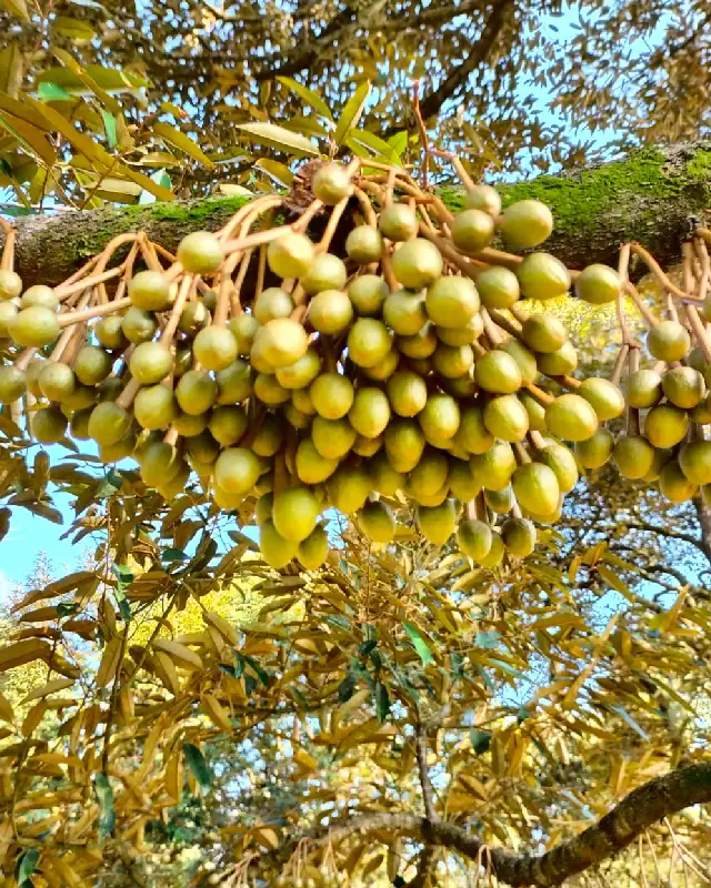 Durian Tree 2024 03 19