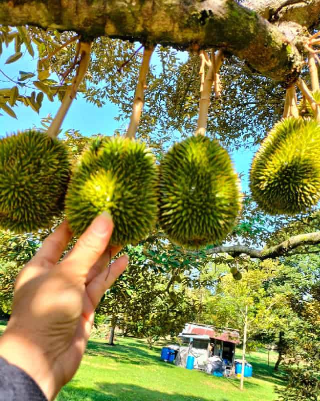 Durian Tree 2024 05 09(1)