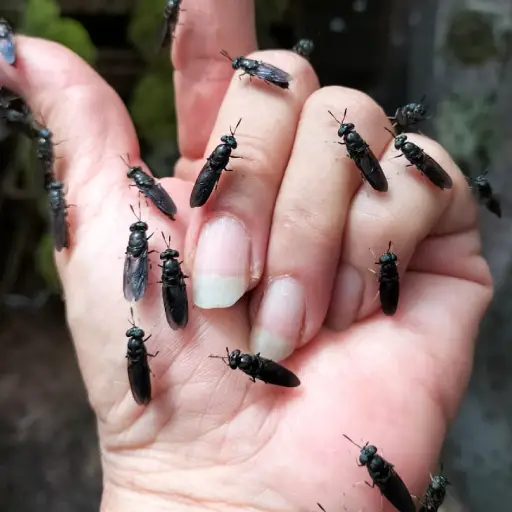 Black Soldier Flies (黑水虻) at Magnum BSF Farming Sdn. Bhd. (Magnum BSF)