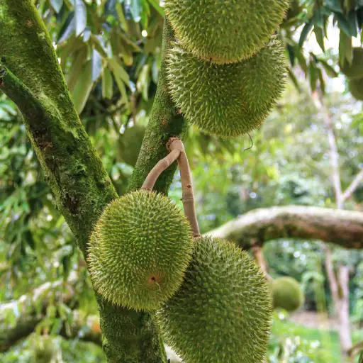 Durian